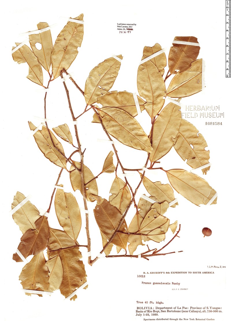 Prunus guanaiensis photo 4