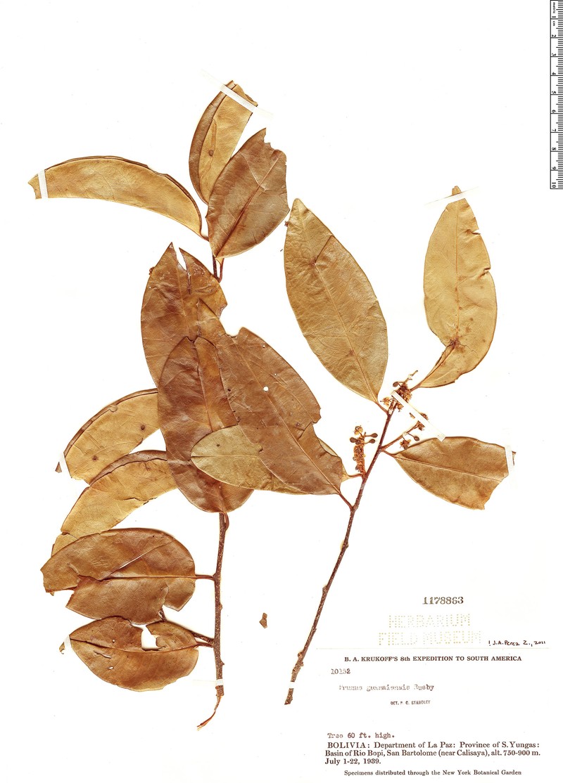 Prunus guanaiensis photo 5