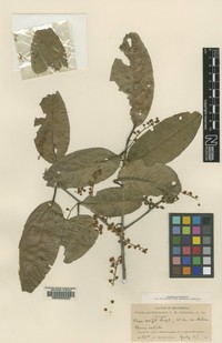 Prunus guatemalensis