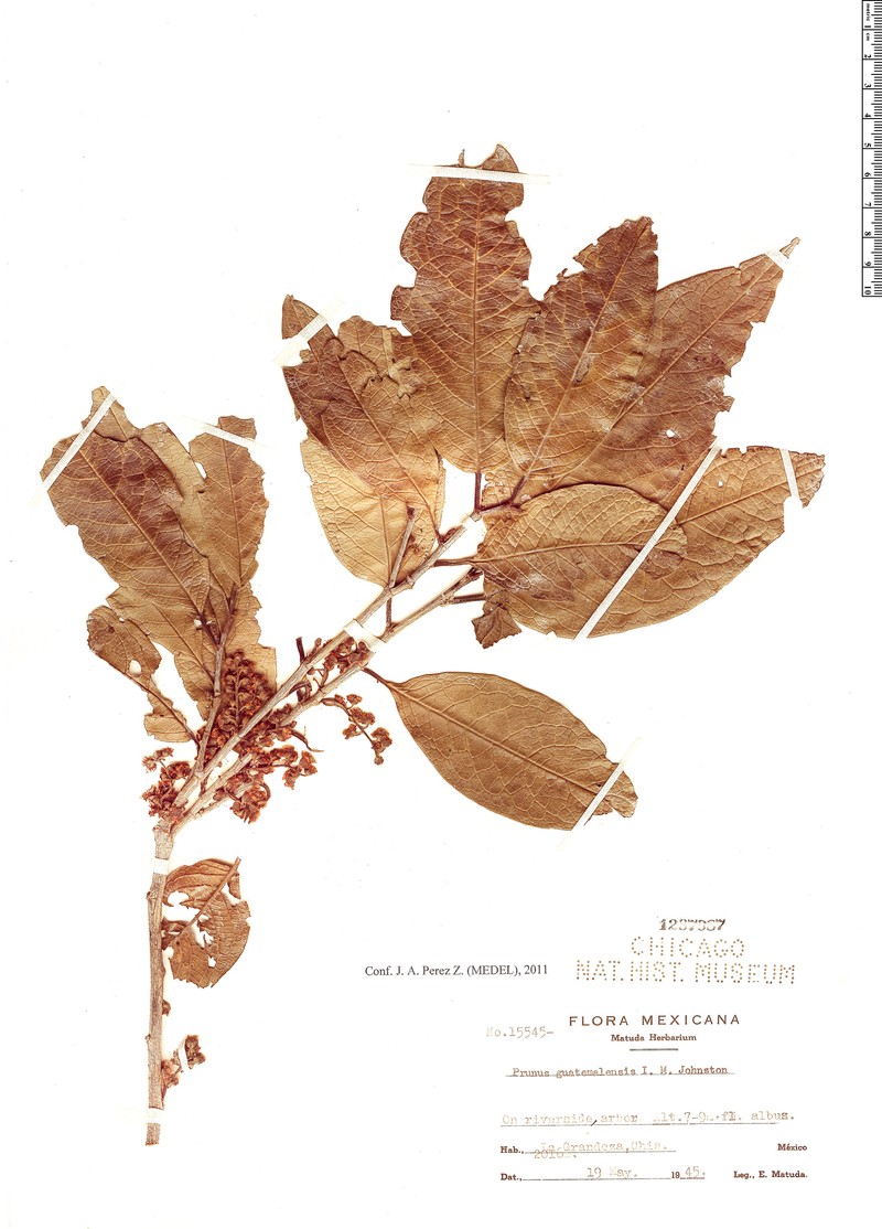 Prunus guatemalensis photo 2