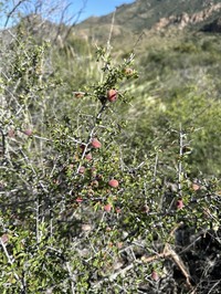Havard's Plum
