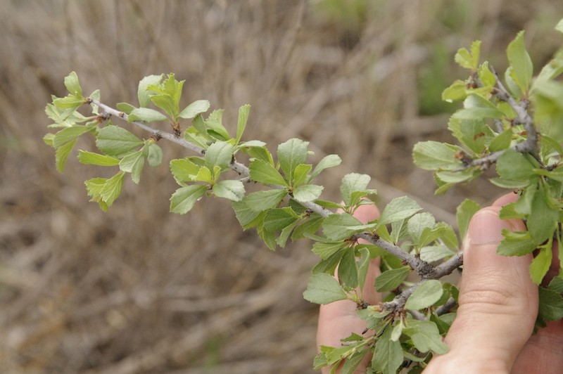 Havard's Plum photo 2
