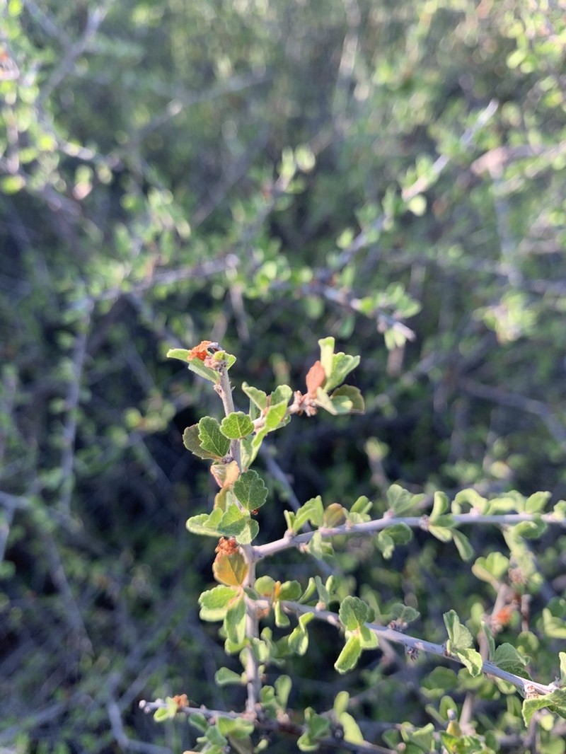 Havard's Plum photo 3