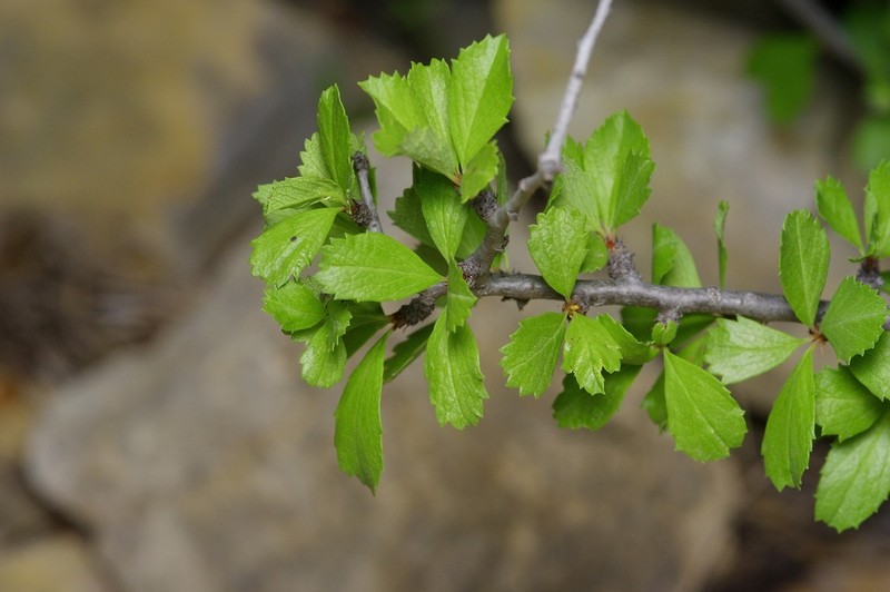 Havard's Plum photo 4