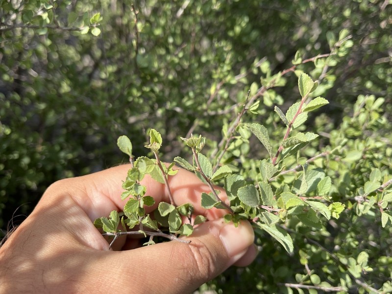 Havard's Plum photo 5