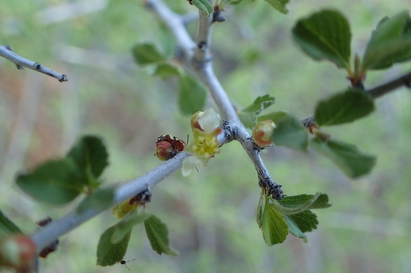 Havard's Plum photo 6