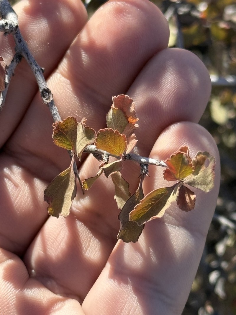 Havard's Plum photo 7