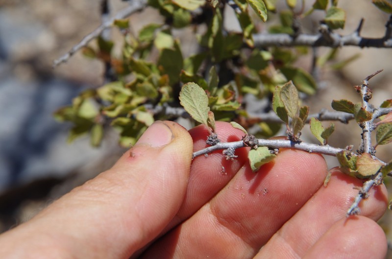 Havard's Plum photo 8