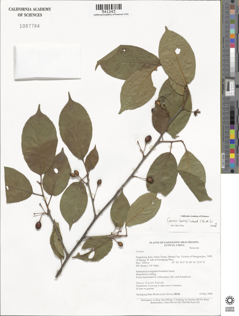 Prunus henryi