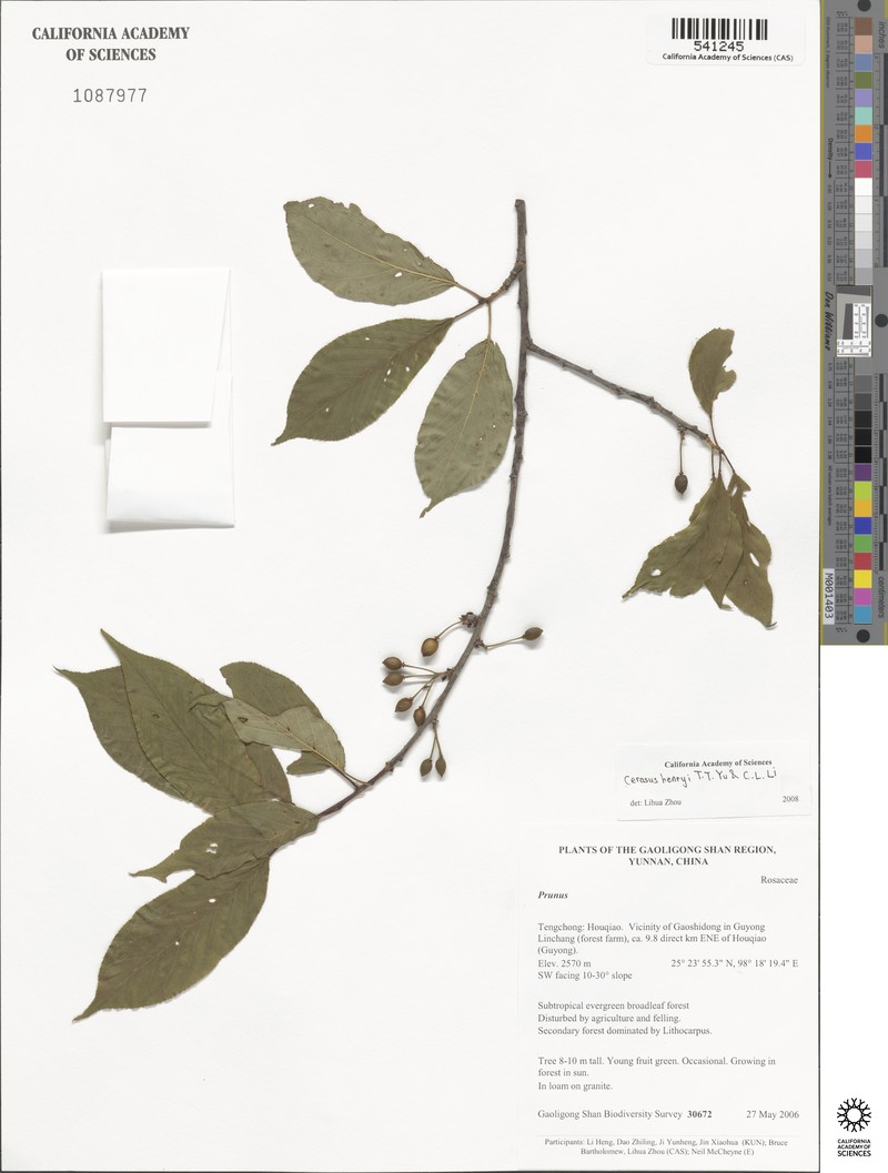 Prunus henryi photo 2
