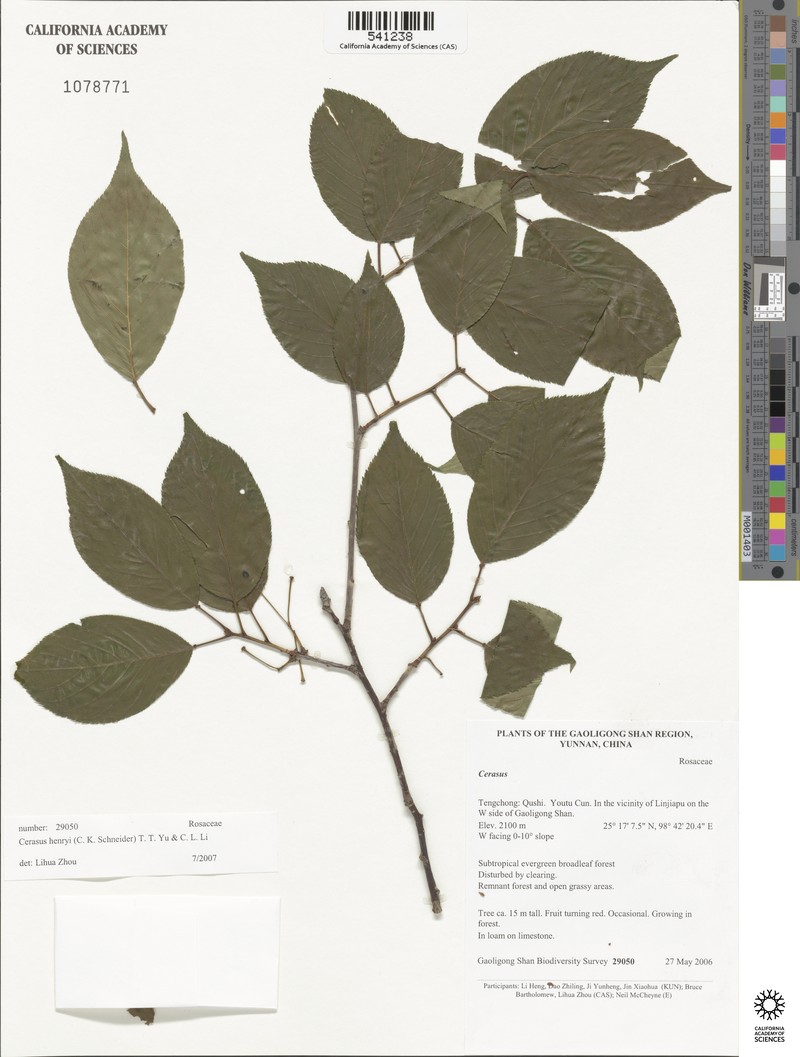 Prunus henryi photo 3