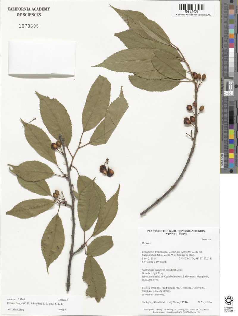 Prunus henryi photo 4