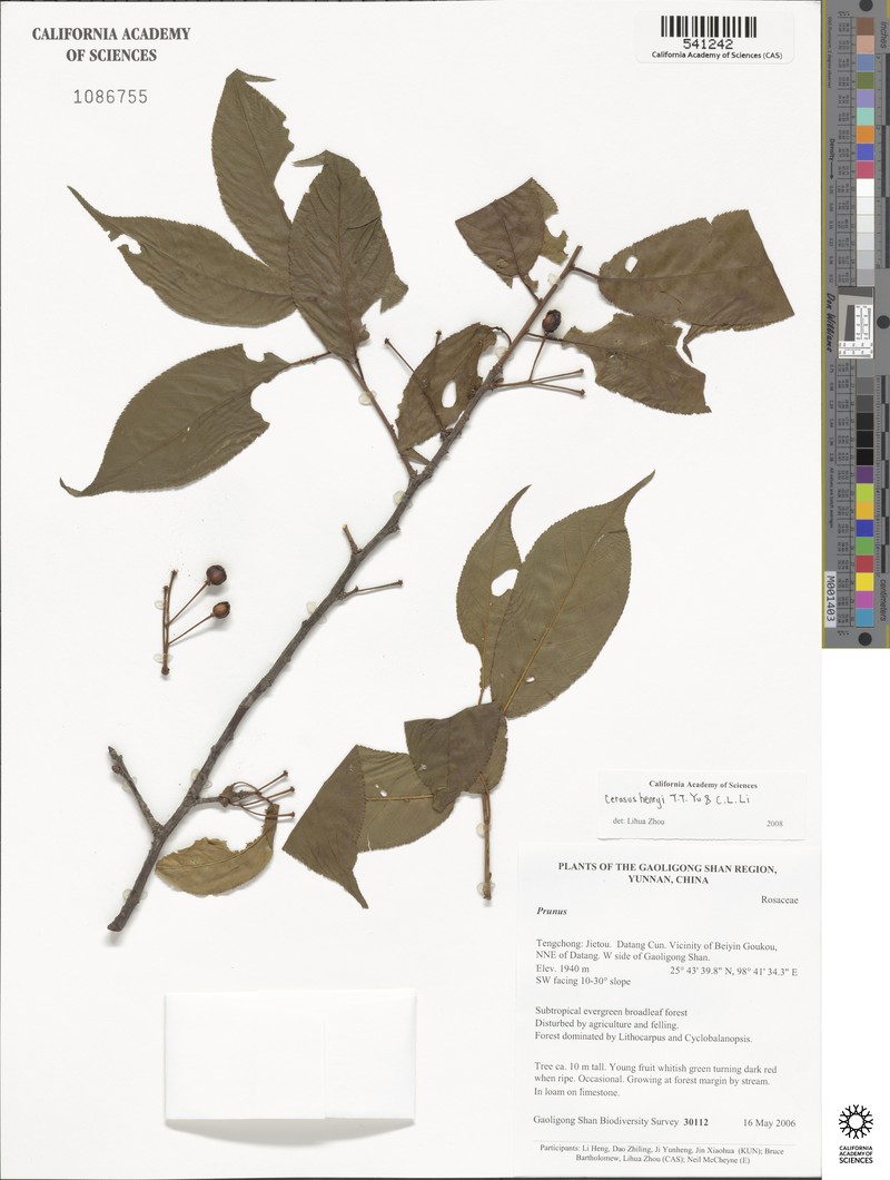 Prunus henryi photo 5