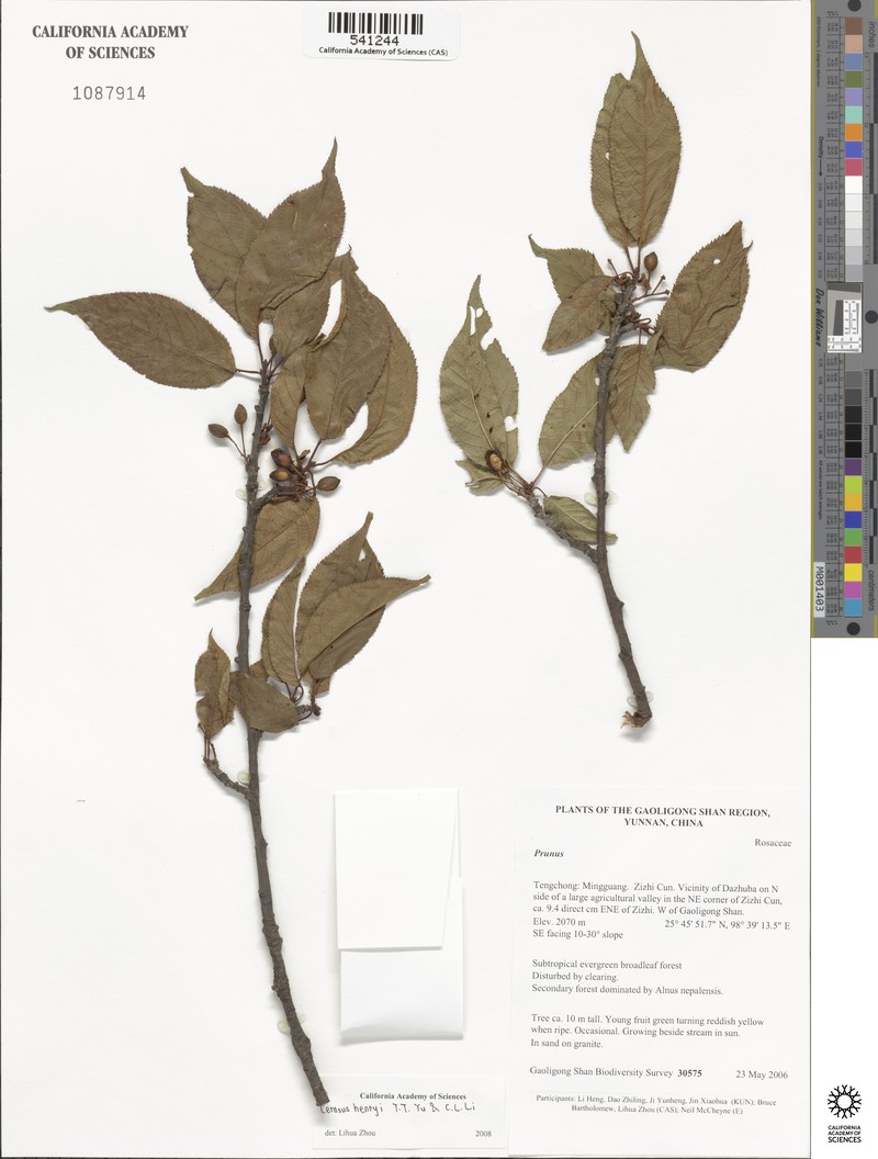 Prunus henryi photo 6