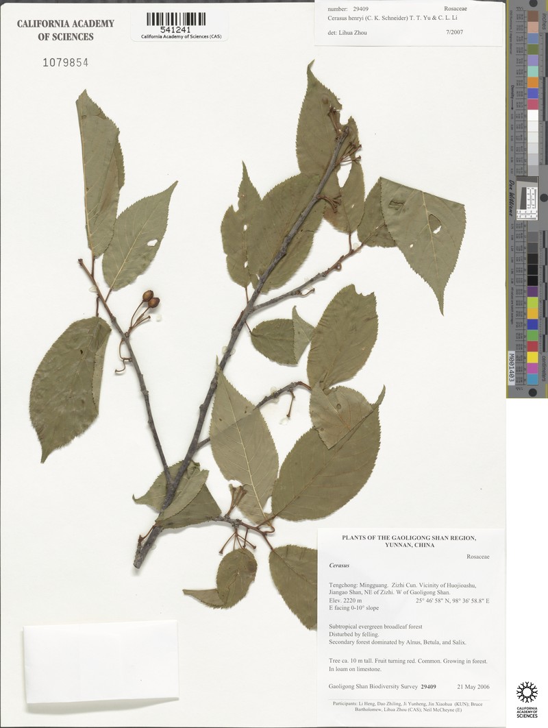 Prunus henryi photo 7