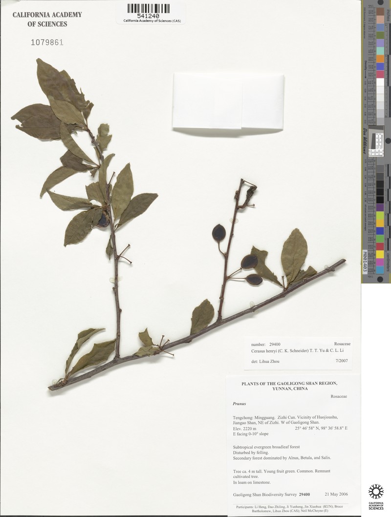 Prunus henryi photo 8