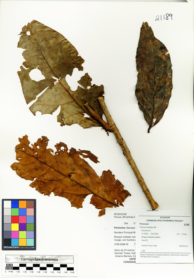 Prunus herthae