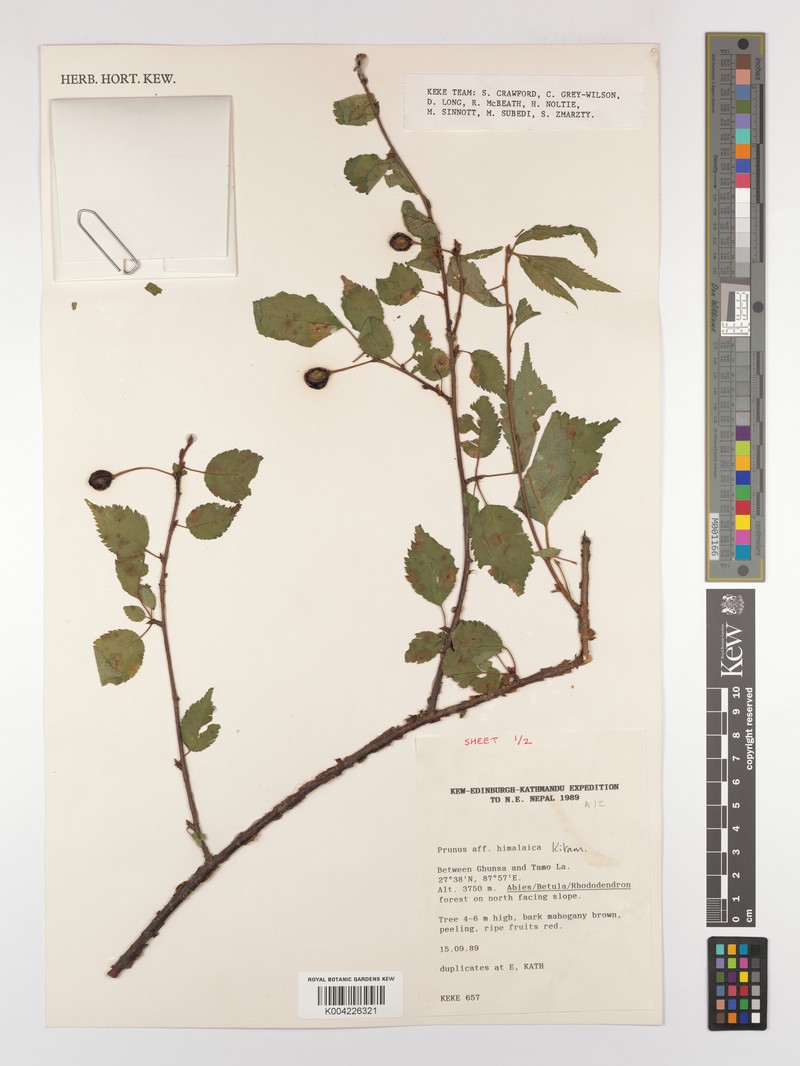 Prunus himalaica