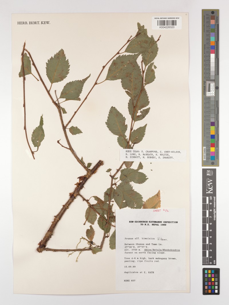 Prunus himalaica photo 2