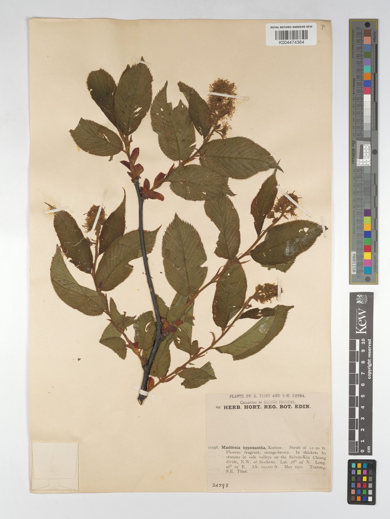 Prunus himalaica photo 3