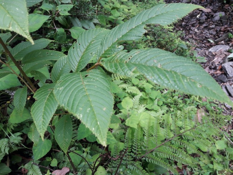 Prunus himalayana photo 3