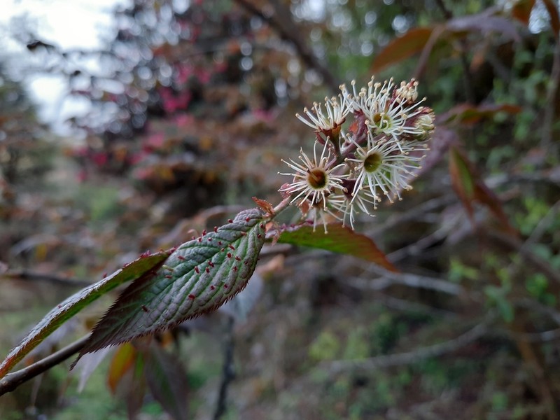Prunus himalayana photo 4