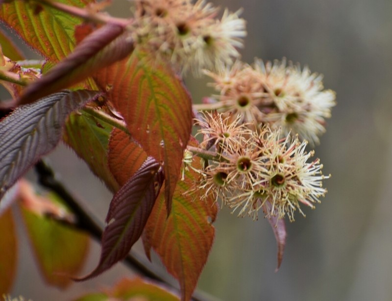 Prunus himalayana photo 5