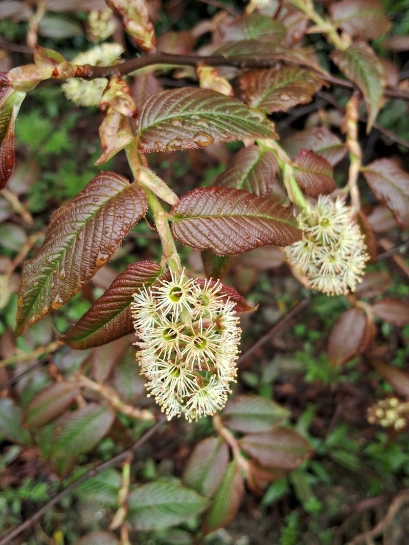 Prunus himalayana photo 6