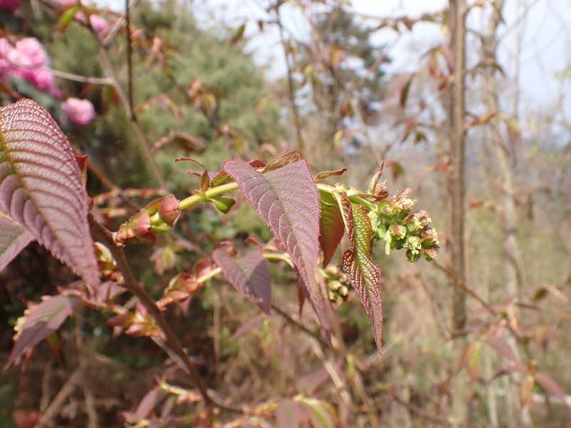 Prunus himalayana photo 7