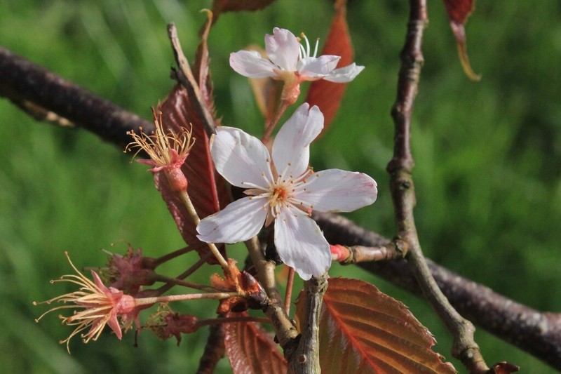 Prunus hirtipes