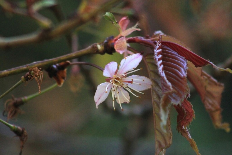 Prunus hirtipes photo 2
