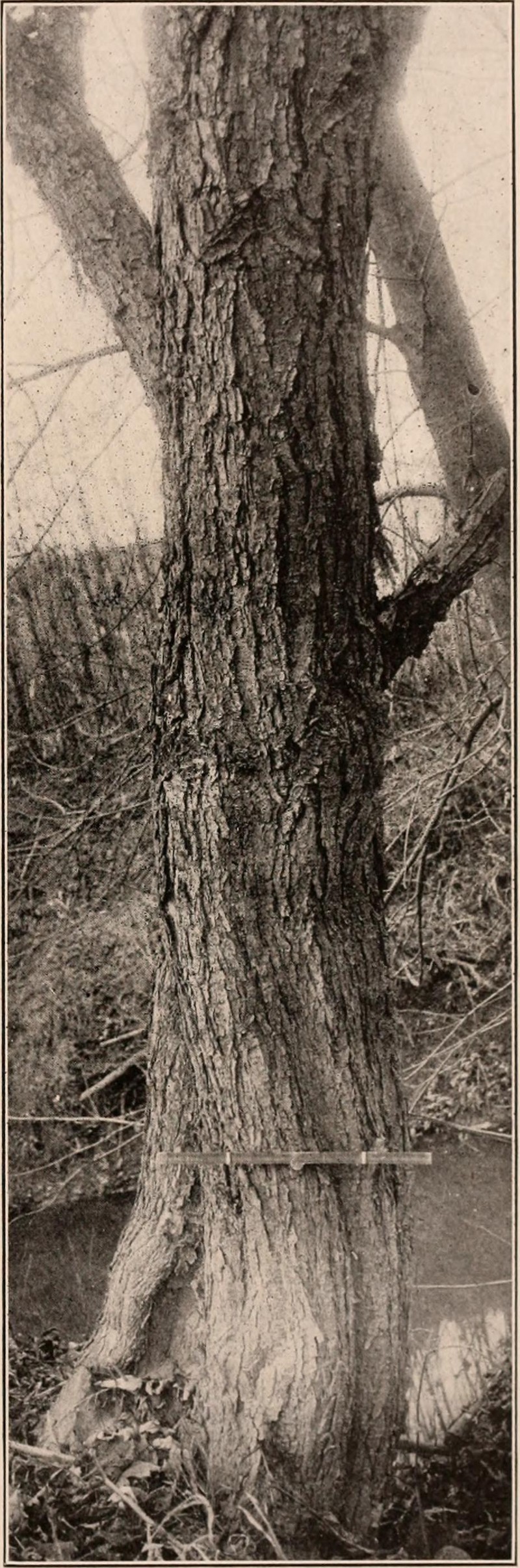 Hortulan Plum photo 3