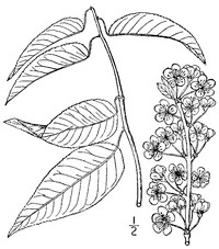 Hortulan Plum