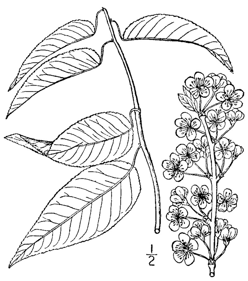 Hortulan Plum