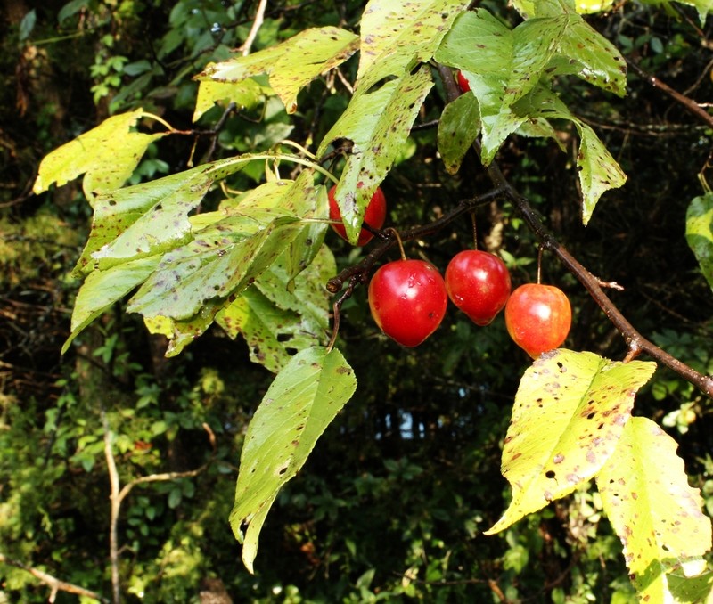 Hortulan Plum photo 3