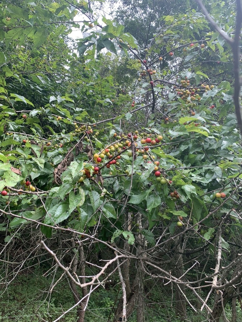 Hortulan Plum photo 5