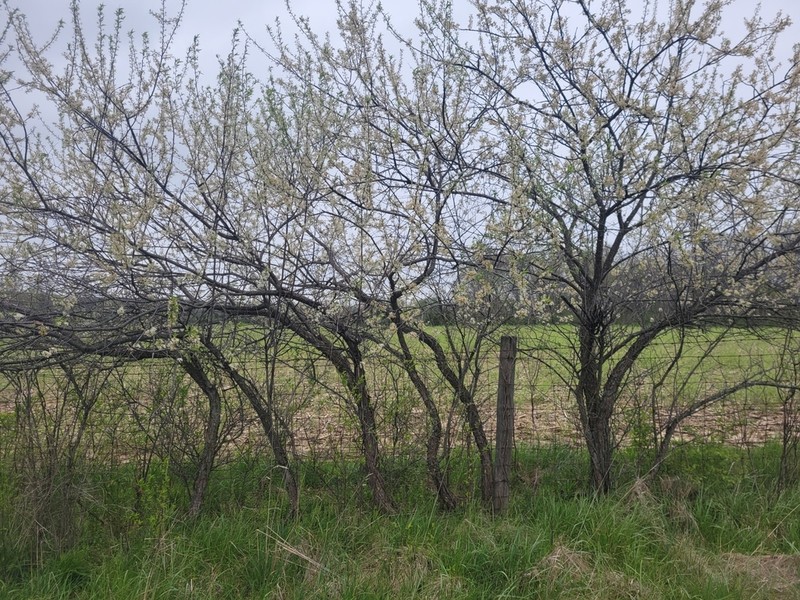 Hortulan Plum photo 6