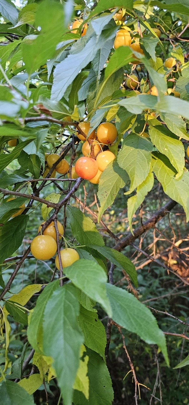 Hortulan Plum photo 7