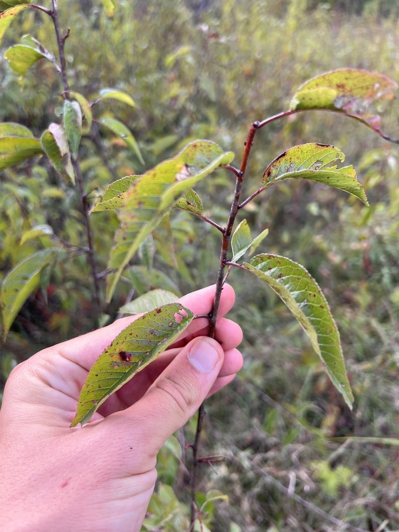 Hortulan Plum photo 8