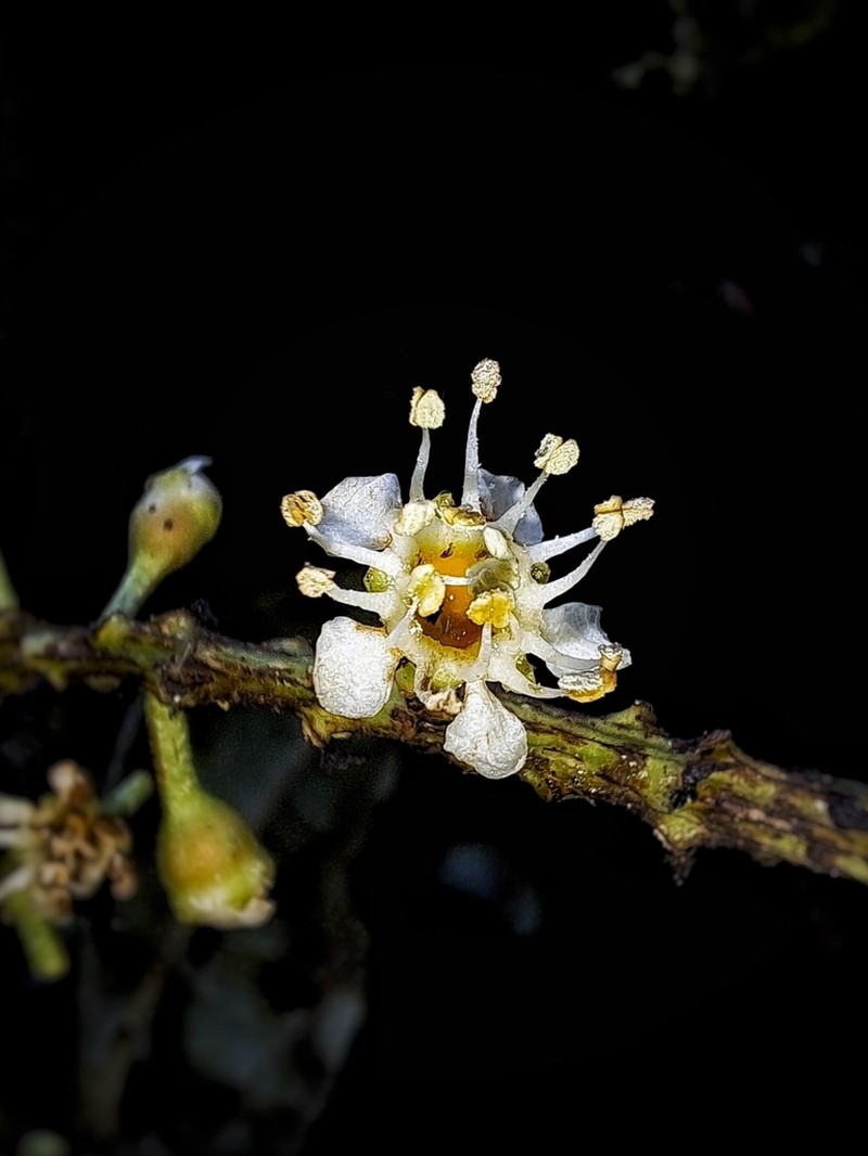 Prunus huantensis