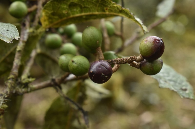 Prunus huantensis photo 2