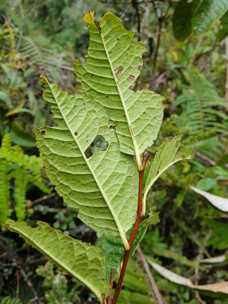 Prunus huantensis photo 3