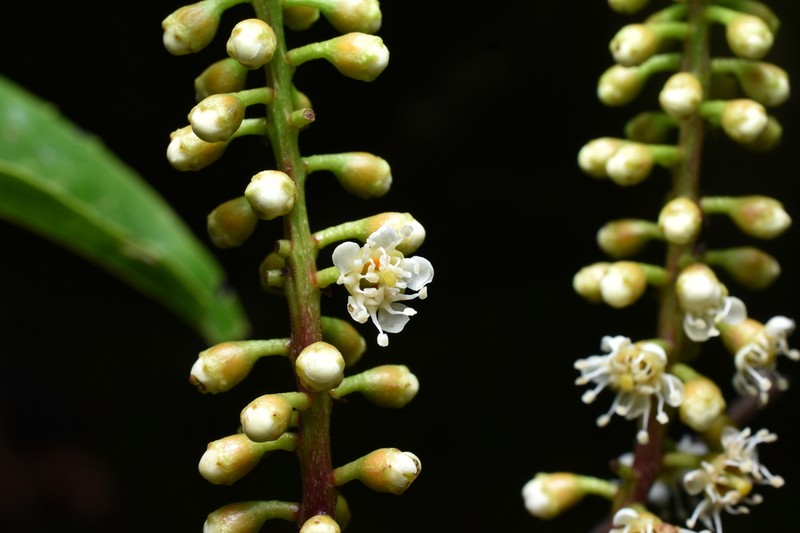 Prunus huantensis photo 4