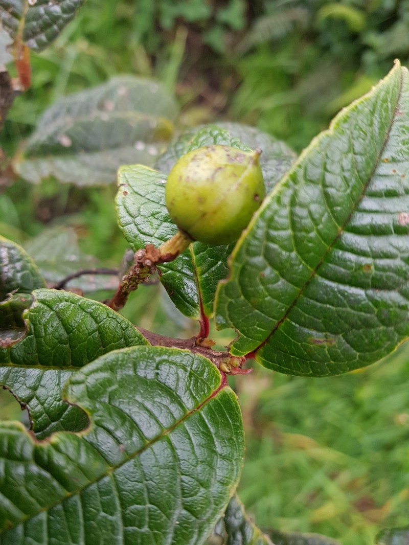 Prunus huantensis photo 5