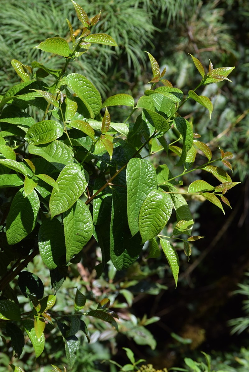 Prunus huantensis photo 6