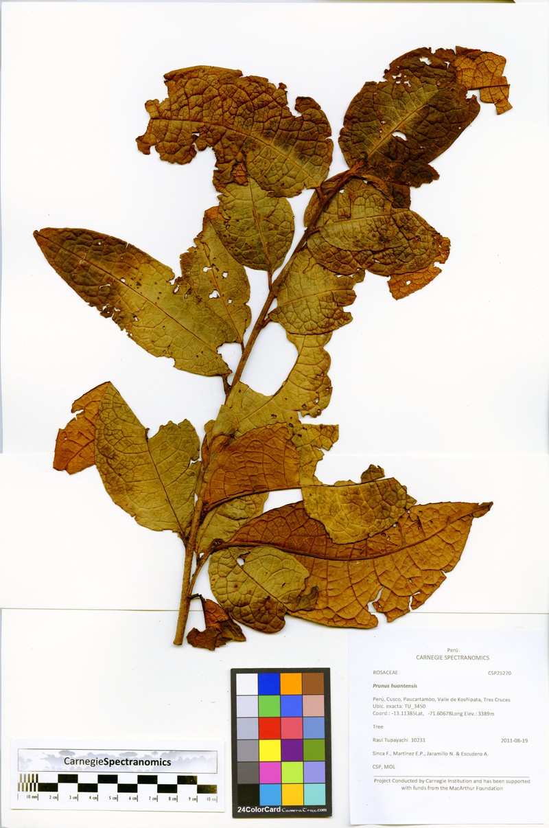 Prunus huantensis photo 7