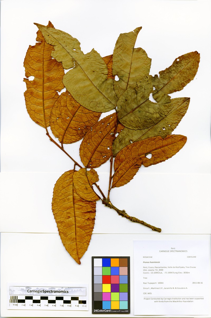 Prunus huantensis photo 8