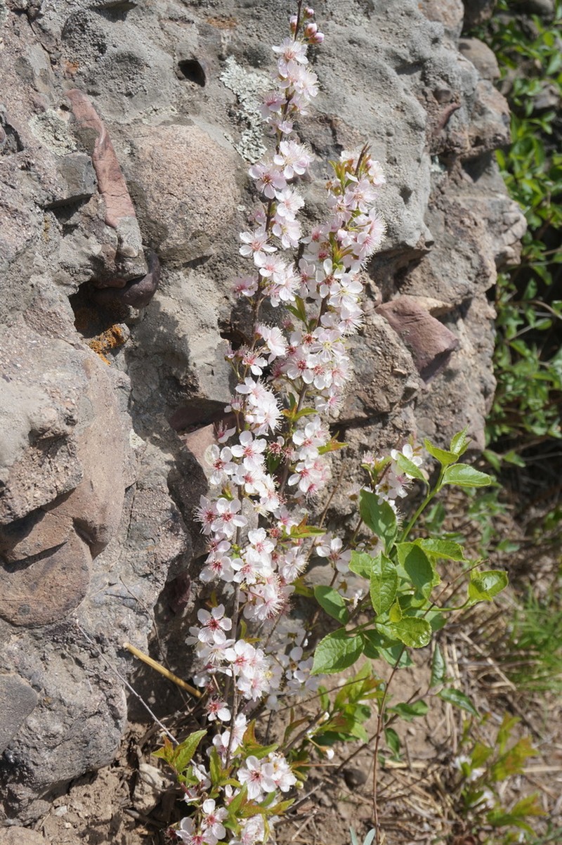 Prunus humilis