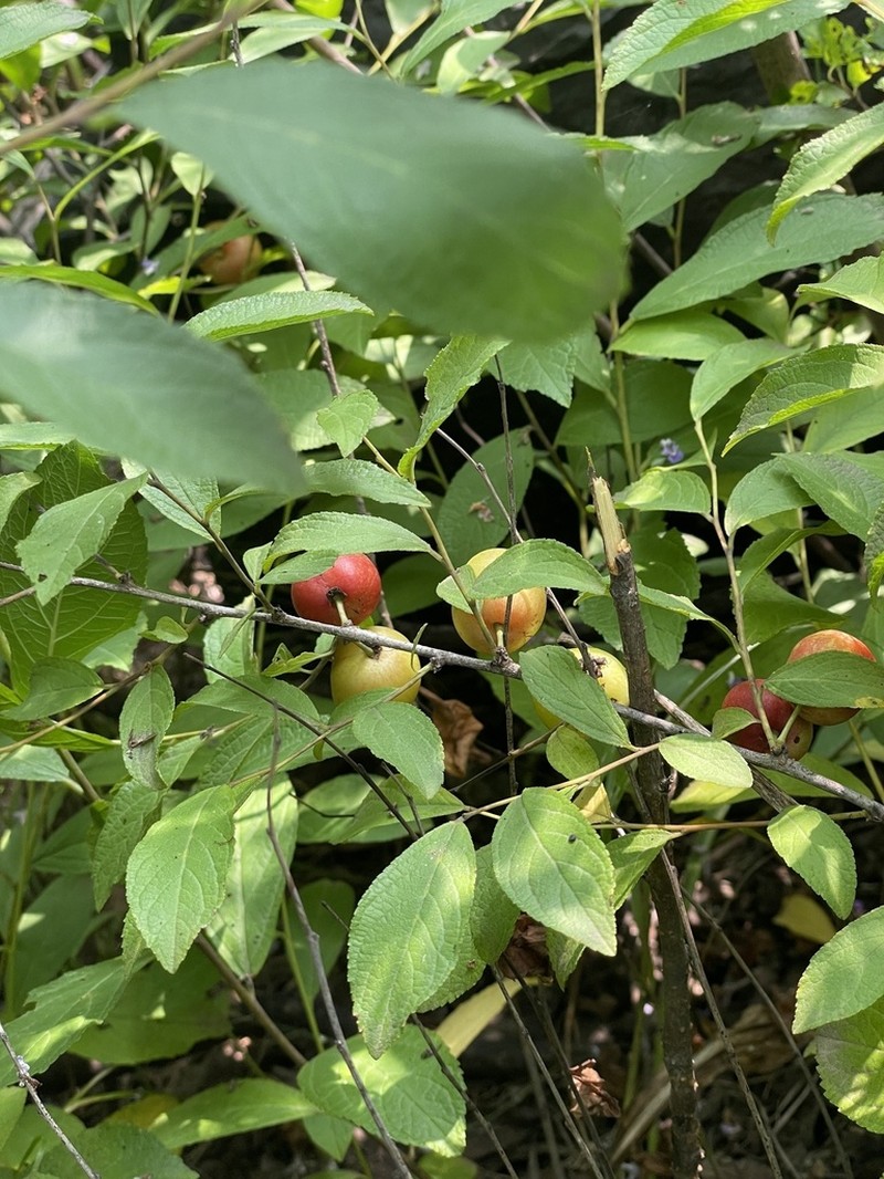 Prunus humilis photo 2
