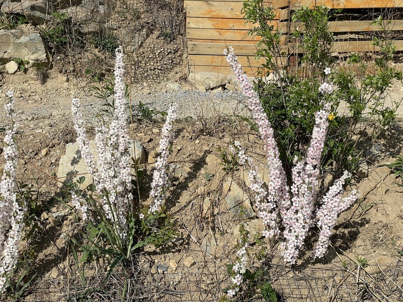 Prunus humilis photo 3